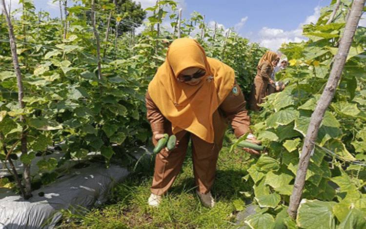 Pemkab Kotim Dukung Pengembangan Pertanian Hortikultura