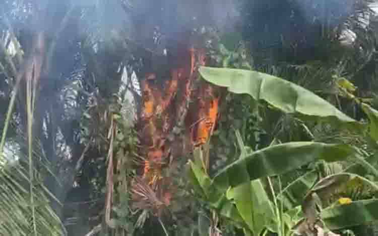 Lahan di Permukiman Kuala Kapuas Terbakar