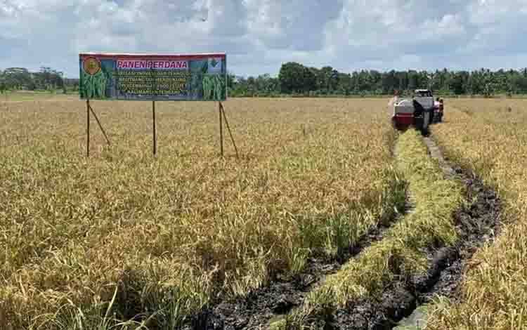 Kapuas Tetap Jadi Sentra Produksi Padi Terbesar di Kalimantan Tengah