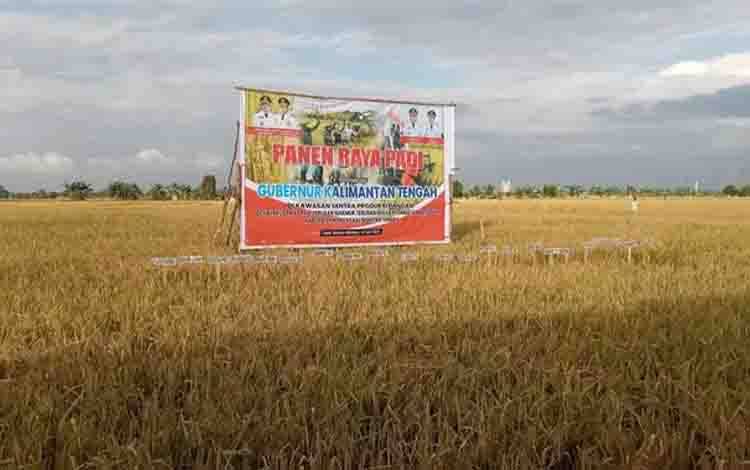 Budidaya Padi di Empat Kecamatan Kapuas Punya Karakteristik Berbeda