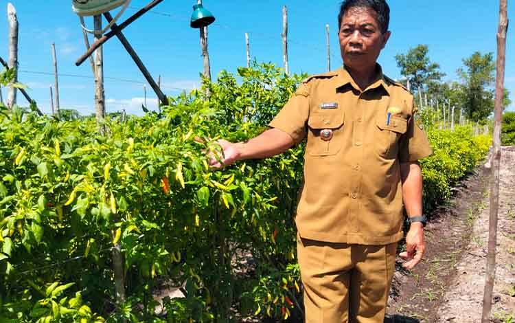 Lurah Petuk Katimpun Tinjau Poktan Harapan Baru, Cabai Menjadi Komoditas Terbanyak