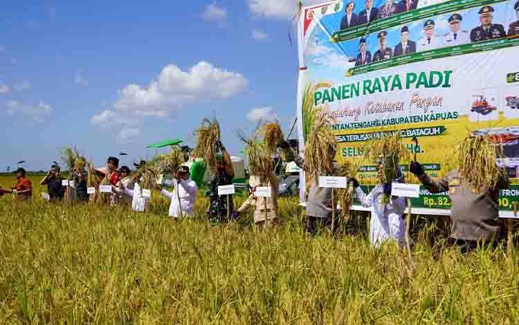 Panen Raya di Kapuas Perkuat Posisi Kalteng sebagai Penyangga Pangan Nasional