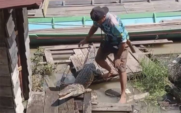 Pria Nekat Dekati Buaya di Lanting Warga Parenggean Kotim