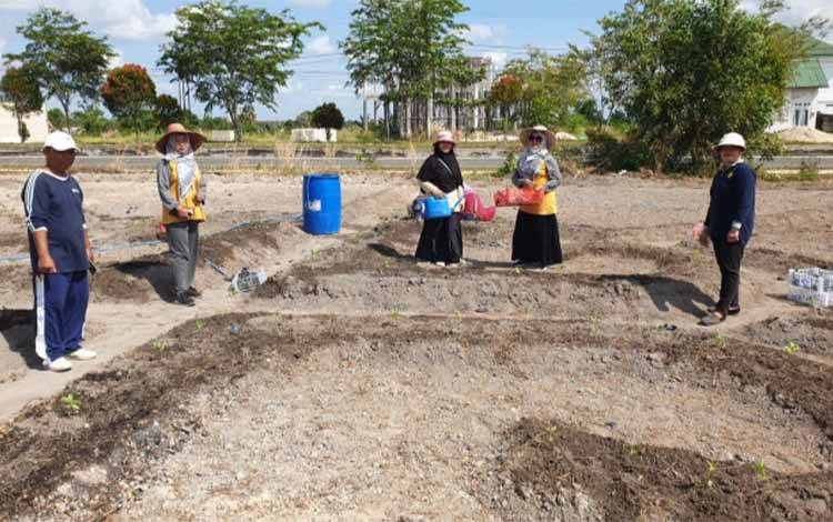 Sambut Porprov, Dinas Pertanian Kobar Sulap Area GOR Jadi Demplot Hortikultura