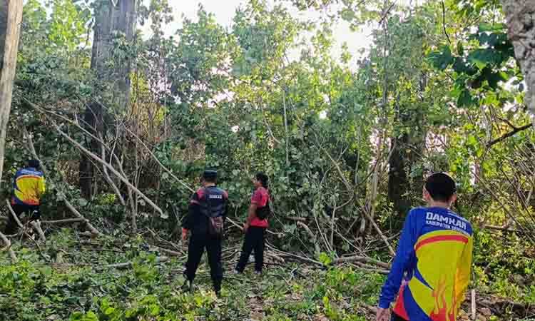 Damkar Seruyan Rapikan Pohon, Dukung Persiapan HUT ke-24 Kabupaten dan MTQ ke-19