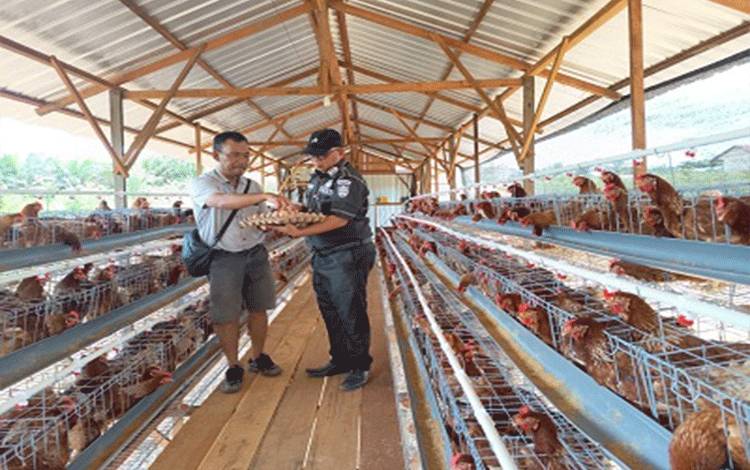 Budidaya Ayam Petelur Perkuat Ketahanan Pangan dan Membuka Peluang Ekonomi bagi Masyarakat