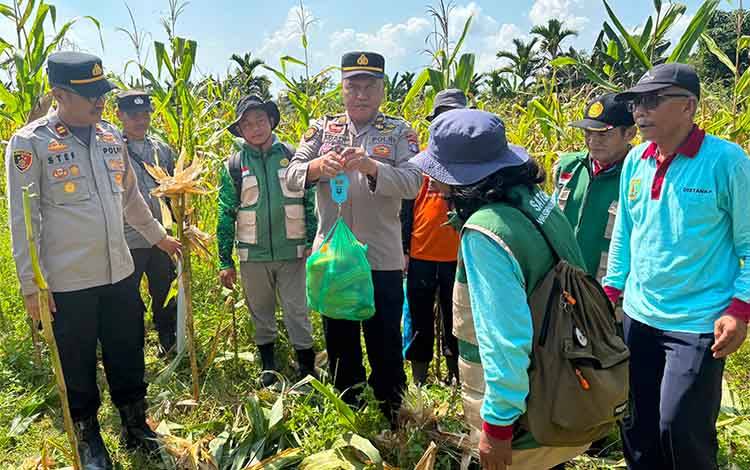 Panen Raya Jagung di Raren Batuah Hasilkan 34 Ton, Bukti Sinergi Polri dan Petani Perkuat Ketahanan Pangan
