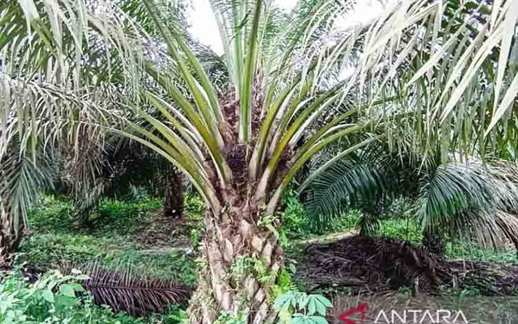 PalmCo Targetkan Kemitraan Sawit Rakyat 64.176 Hektare pada 2029