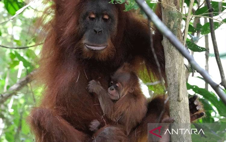 Kemenhut: Survei Perlihatkan Ada 11.694 Individu Orangutan Sumatera