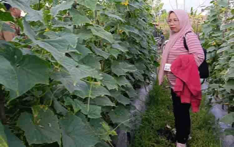 BMKG Ingatkan Petani Kotim Sesuaikan Pola Tanam Saat Musim Kemarau Panjang