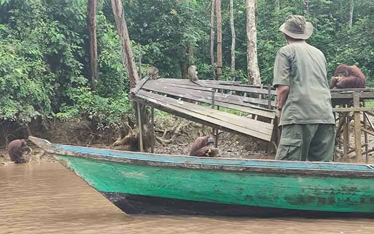 Pekebun Sawit Kalteng Tegaskan Komitmen Keberlanjutan Lewat Konservasi Orangutan