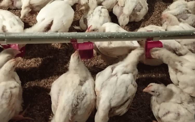 Harga Ayam Berpotensi Naik Akibat Pemadaman Listrik