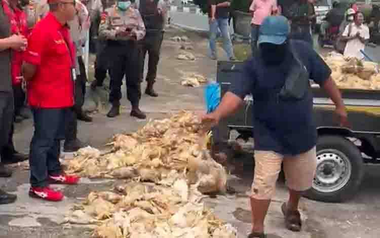 Kecewa Belum Ada Solusi, Peternak Letakkan Bangkai Ayam di Depan Kantor PLN Palangka Raya