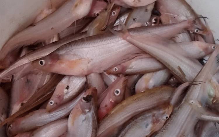 Musim Kemarau, Ikan Lais Melimpah di Petuk Katimpun