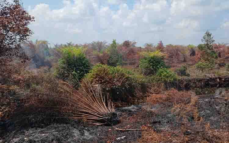 Puluhan Hektar Kebun Sawit di Jalan Kereng Pangi  Baun Bango Hangus Terbakar, Garis Polisi Terpasang