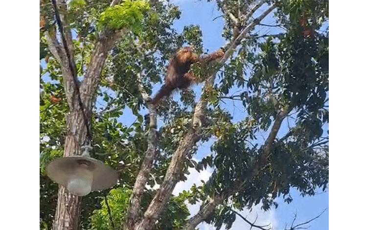 Orangutan Masuk ke Permukiman Jadi Tontonan Warga di Lapangan Sport Center Kasongan