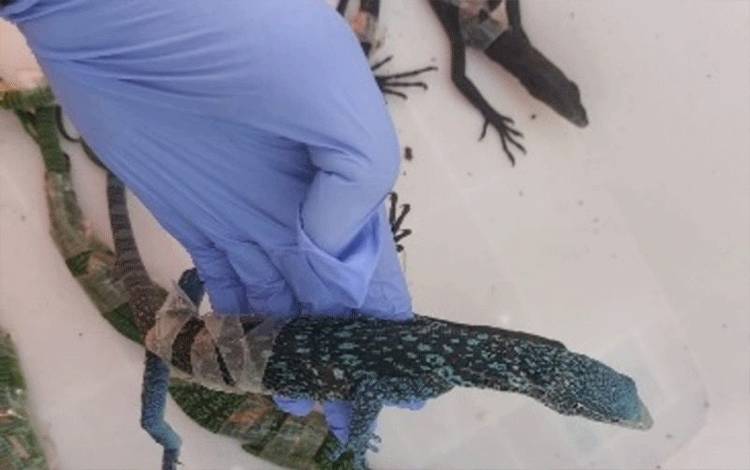 Kemenhut Gagalkan Penyelundupan Biawak Endemik Oleh WNA Korsel