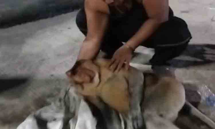 Bekantan Dikepung Anjing di Kebun Warga Kuala Kapuas, Diselamatkan dalam Kondisi Lemah