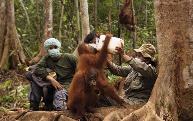 Lebih dari 300 Orangutan Jalani Rehabilitasi di Nyaru Menteng dan Samboja Lestari