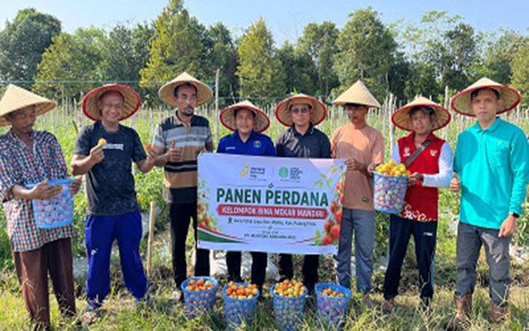 Panen Perdana Tomat Bina Mekar Mandiri Jadi Bukti Keberhasilan Pendampingan PT Menteng Kencana Mas