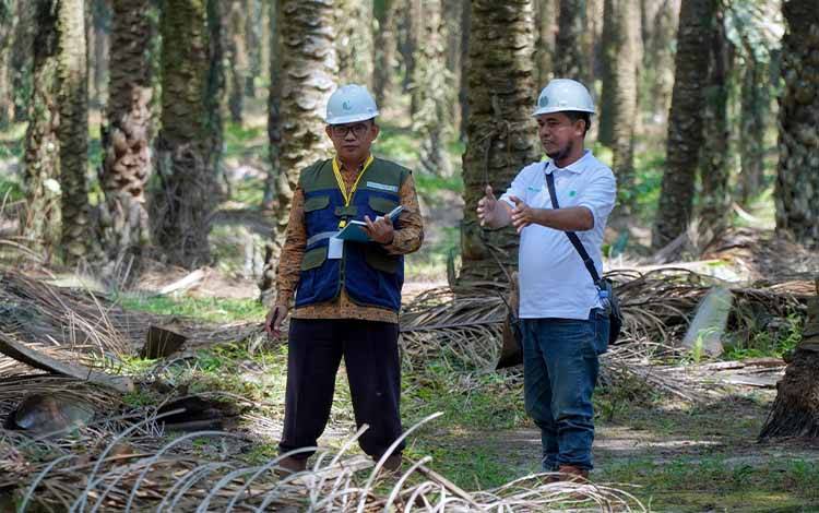 Rumah Burung Hantu Jadi Andalan Pengendalian Hama di Perkebunan SSMS
