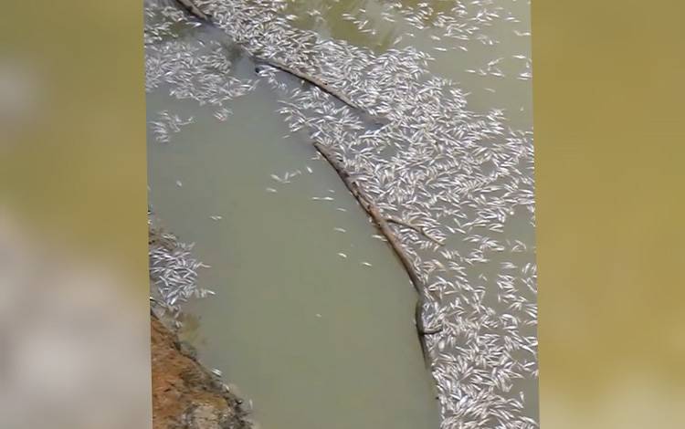 Jutaan Ikan Mati di Perairan Tualan Hulu Kotim Diduga Akibat Racun