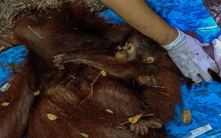 BKSDA Catat 5 Laporan Kemunculan Orangutan dan 1 Penyerahan Trenggiling Terdampak Karhutla di Kotim
