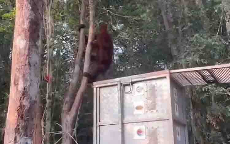 Kisah Induk dan Anak Orangutan Raya-Rayu Terkepung Karhutla di Sampit Kini Temukan Rumah Baru di SM Lamandau