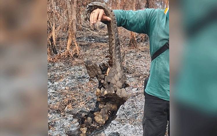 Trenggiling Ditemukan Mati Terbakar di Hutan Terantang Hilir Kotim