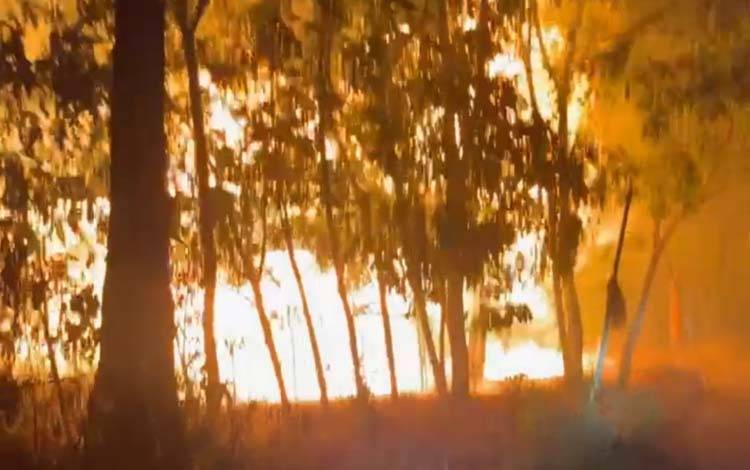 Kebakaran Lahan Merembet ke Kandang Ternak Warga di Tatakan Tapin