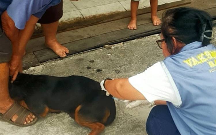 Cegah Rabies, Tim Vaksinator Distanketpang Palangka Raya Beraksi di Kelurahan Palangka