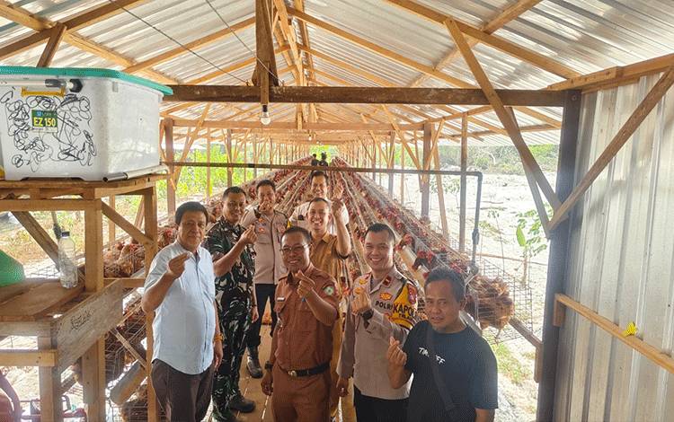 Budidaya Ayam Petelur Jadi Penggerak Ekonomi di Desa Biru Maju