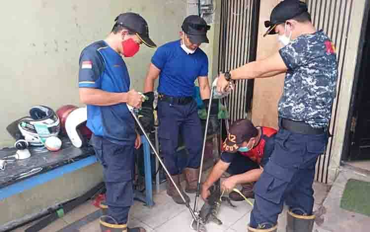 Tim Rescue Damkar Palangka Raya Evakuasi Biawak Masuk Rumah Warga