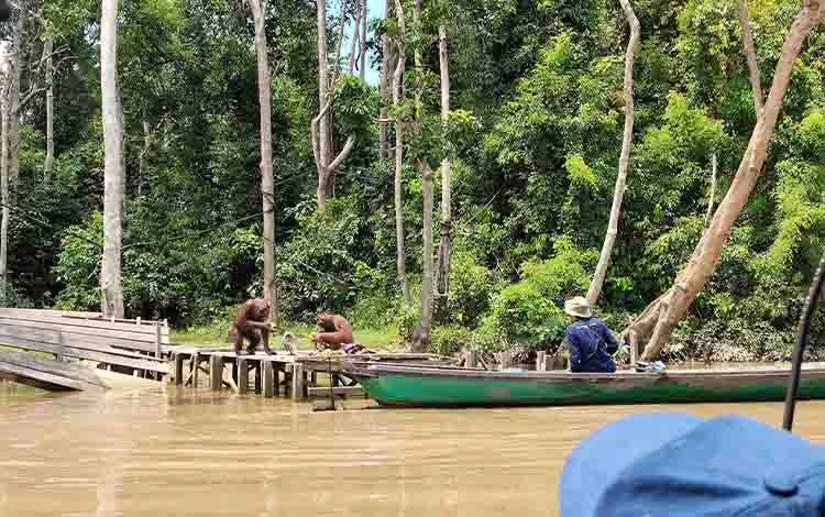Direktur Sustainability SSMS: Nilai Alam Jangan Hanya Dihitung dari yang Bisa Diambil