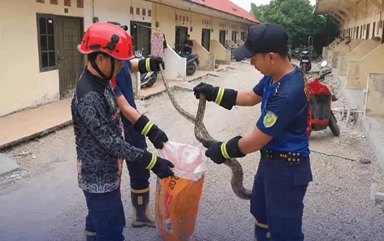 Disdamkarmat Palangka Raya Evakuasi Ular Piton di Kos Menteng XIX