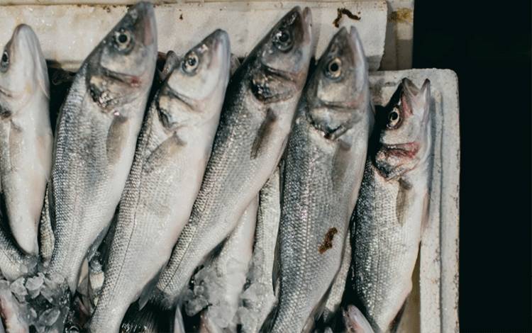Produk Olahan Ikan Solusi Masa Simpan Ikan Segar
