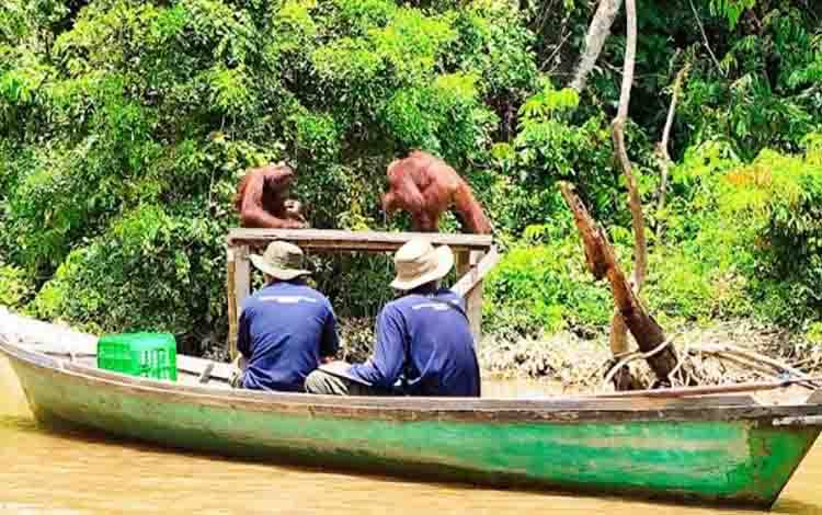 Dari Hutan ke Danau, Kerusakan Ekosistem Bisa Berantai
