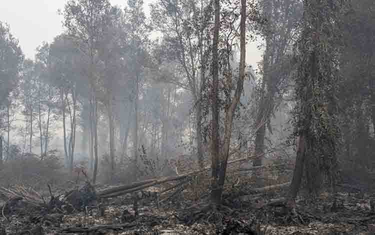 Darurat Bencana: Karhutla Dominasi, Lebih dari 12 Ribu Hektar Terbakar