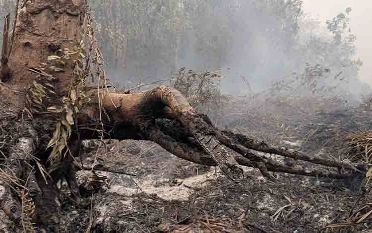 Karhutla Kotim Terparah, Kapuas dan Pulang Pisau Catat Hotspot Tertinggi Berikutnya