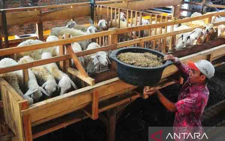 Kementan Tegaskan Dukung Penguatan Peternakan Domba dan Kambing Lokal