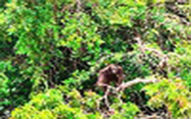 21 Orangutan Jadi Indikator Penting Kondisi Hutan Masoraian