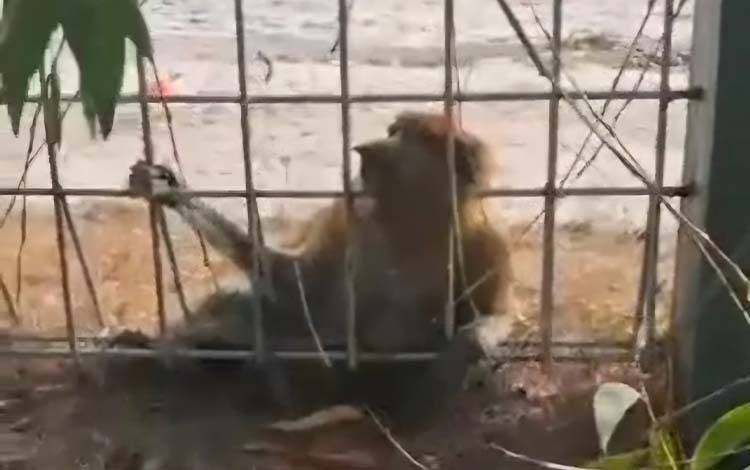 Bekantan Mati Ditemukan di Aset Wisata Pantai Ujung Pandaran Milik Pemkab Kotim