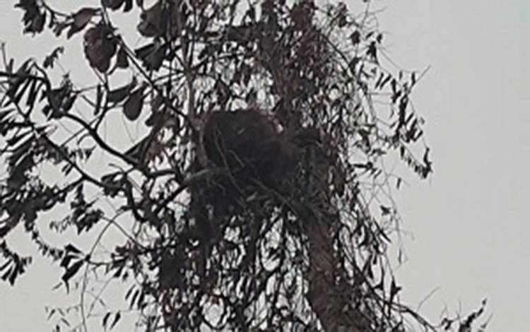 BKSDA Lakukan Pencarian Orangutan Muncul di Lokasi Karhutla Km 24 Kobar