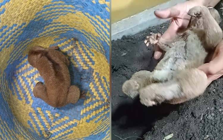 Kukang Tersengat Listrik Hindari Karhutla di Kotim Akhirnya Mati