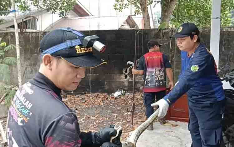 Ular Piton Bersembunyi di Belakang Pintu Rumah Warga Lapor Call Center 112