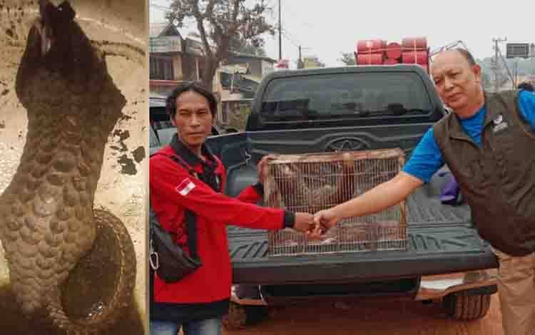 Trenggiling Terdampak Karhutla Ditemukan Warga di Jalan Parenggean Kotim