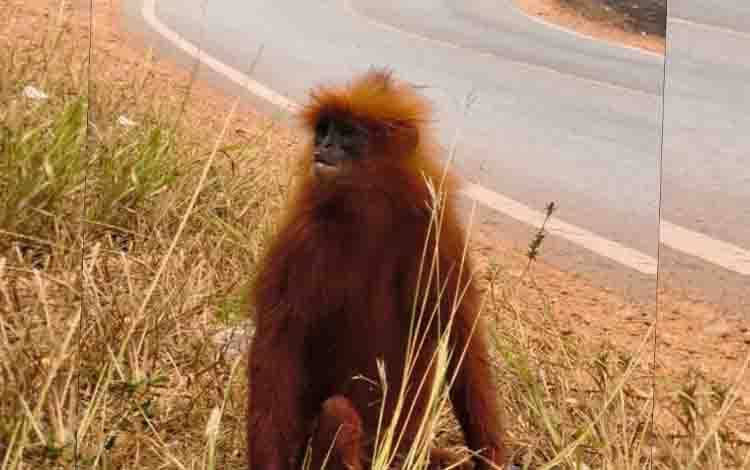 Lutung Merah Diduga Tertabrak Kendaraan Setelah Menghindari Kebakaran Lahan di Kotim