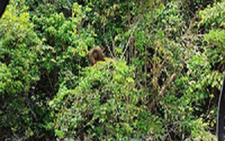 Hutan Rusak Bisa Ganggu Sumber Air dan Pangan