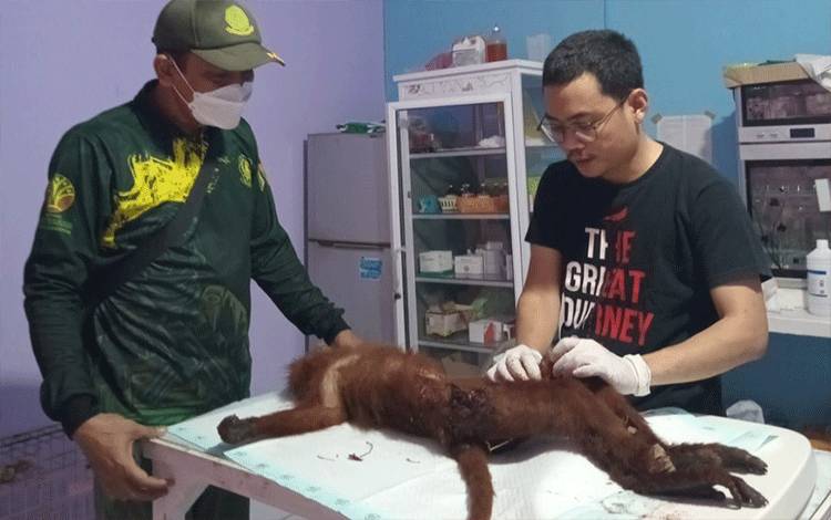 Terluka Parah, Lutung Merah yang Tertabrak Kendaraan Setelah Menghindari Kebakaran Akhirnya Mati