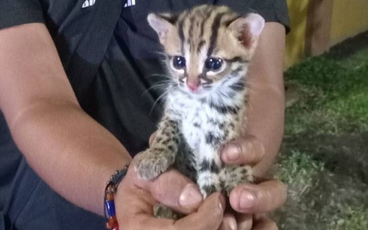 Anak Kucing Hutan Ditemukan Sendirian di Tengah Karhutla Sampit